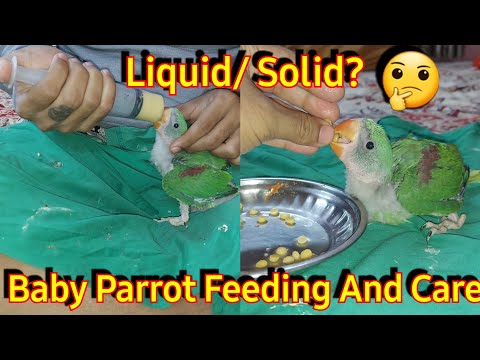 What To Feed A Baby Alexandrine Parrot || How To Feed A Baby parrot || Parrot feeding , diet & care