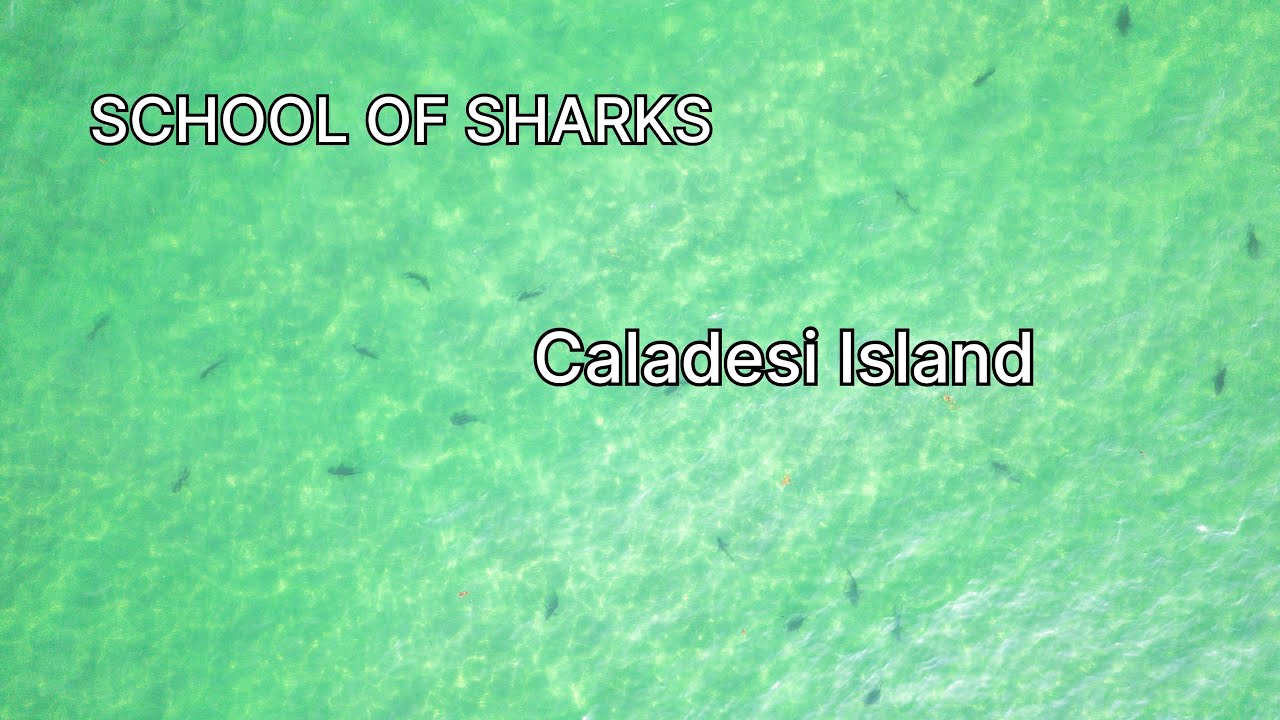 Multiple Sharks near Caladesi Island, Florida | Drone footage #dunedin ...