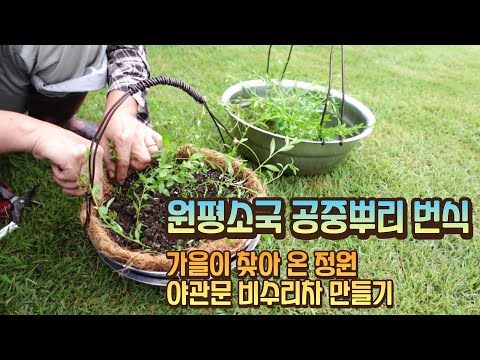 원평소국 공중뿌리번식/야관문 비수리로 갱년기 여성에게 좋은 차 만들어요/귀농 13년차 전원생활