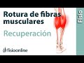 Tratamiento y recuperación de una rotura de fibras