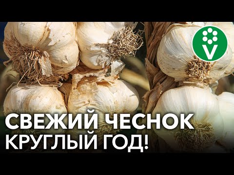 ЧЕСНОК ХРАНИТСЯ КРУГЛЫЙ ГОД, НЕ СОХНЕТ И НЕ ГНИЕТ, если сделать так