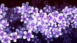 Pink\/Purple Flower Looped Background [Royalty-Free \/ No copyright \/ Stock Video]