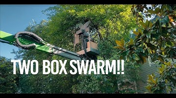 Huge Swarm Filled Two Swarm Boxes installed into Log Beehive