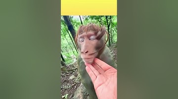 funny monkey in wig 🤣😂😆😄#funny #monkey #monkeys #wigs #funnyvideo #youtubeshorts #youtubevideo