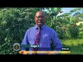 Makaayi Lye Ddagala Lyabakyaala Abadingana Munsonga 