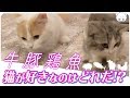 猫は何の肉が一番好きなのか検証してみた！！【子猫のいろは#3】