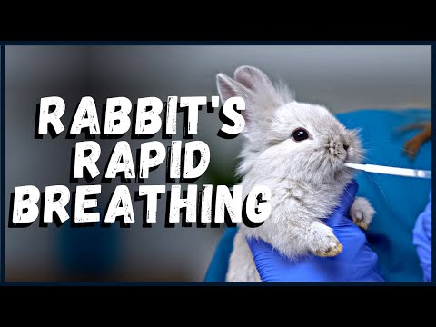 Rabbit&rsquo;s Rapid Breathing