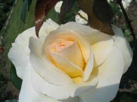 Vídeo: Roses En Miniatura D'anemonella