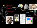 La structure du systme nerveux