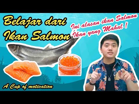 Video: Ikan Salmon Termasuk Ikan Apa?