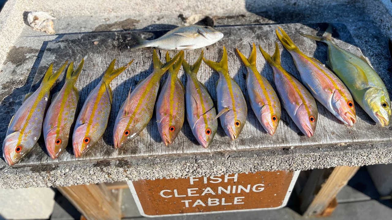 how to CATCH YELLOWTAIL snapper in the FLORIDA KEYS patch reef. CATCH