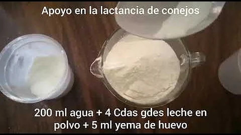 ¿Les gusta la leche a los conejos?