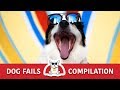 EPIC Dog Fails Compilation Try Not To Laugh Challenge