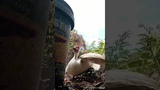 410TH  Day 🐣 Watch it here: https://youtu.be/eDelR0RuuGA?si=TtLxg1LYn-TSVn4p