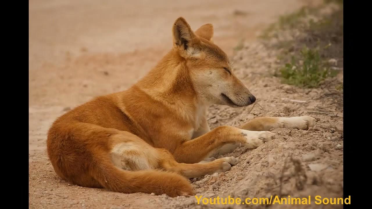 Dingo Sound YouTube
