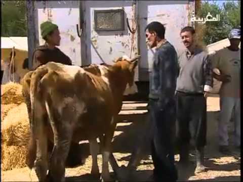 با كمان في وجع التراب