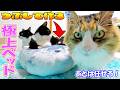 猫が自分で作る猫ベッド🐈あずさくはしばらく離れるけど、あとはボス吉がしっかり仕上げるそうですｗ