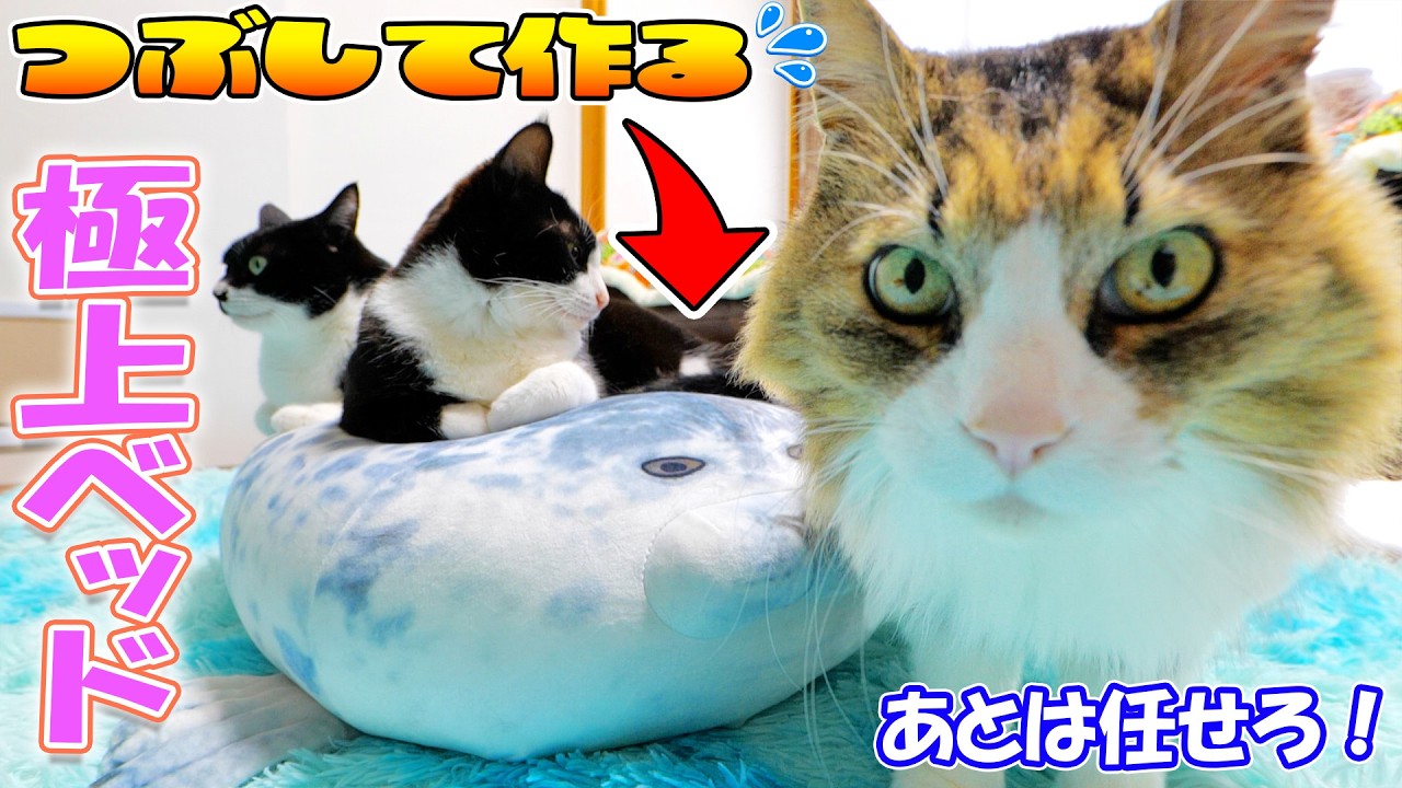 Artisan Boss-kichi] Turning a round seal into a cat bed! The