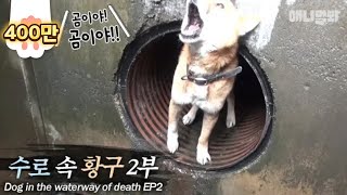 Dog with an extreme fear of strangers.. But after hearing the man's voice?