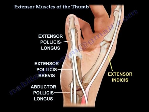 Extensor Muscles Of The Thumb - Everything You Need To Know - Dr. Nabil Ebraheim