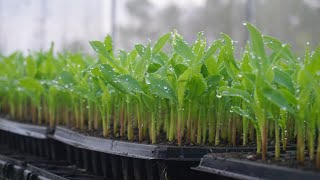 Amazing Sweet Corn Cultivation Technology  How to grow sweet corn from seed to harvest