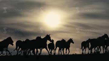 Horses running on a grass field