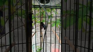 Download Lagu burung konin emosi saat mendengar suara lovebird#shorts MP3 Download Lagu burung konin emosi saat mendengar suara lovebird#shorts MP3