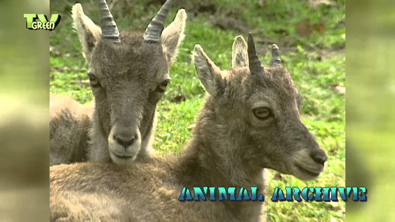 Alpensteenbok - Capra ibex - Alpine ibex