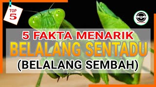 5 FAKTA UNIK BELALANG SEMBAH