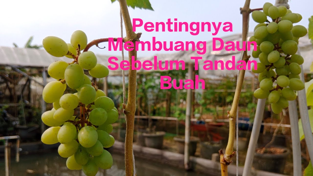 100% ILMU‼️Pentingnya Membuang Daun Sebelum Tandan Buah Anggur⁉️