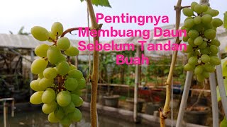 100% ILMU‼️Pentingnya Membuang Daun Sebelum Tandan Buah Anggur⁉️