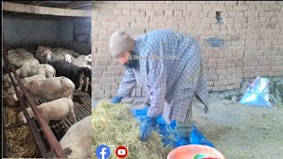 Winter Feeding Plan 🥰 || High Nutrient Feeding Plan🤩|| Success Feeding Plan 🥰  #HighBreed #kashmiri