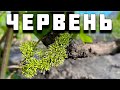 План робіт на ЧЕРВЕНЬ. Обробки, підкормки, полив, зелені операції, хлороз та шкідники