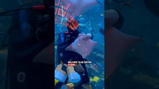 FREE mermaid &amp; stingray feedings in Las Vegas | Things to do for family in Vegas #lasvegas #fyp