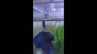 Meet the alpha betta! by WITH3Я 54 views 1 year ago 39 seconds