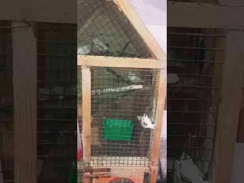 جمال الزيبرا في بناء الأعشاش