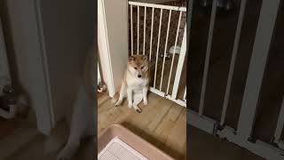 Funny Dog Shiba Kucing Lucu 😻 #funnycats #funnydogs #funnypets #kucing #kucinglucu #lucu