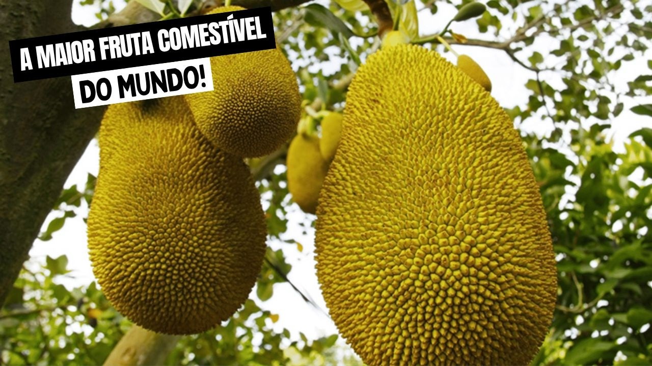 JACA A Maior Fruta Comestível do Mundo! Você Vai se Surpreender! - YouTube