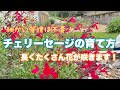 【チェリーセージの育て方】細かい管理は不要!たくさん長い時期花が咲いてくれます!