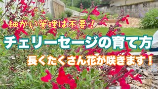 【チェリーセージの育て方】細かい管理は不要！たくさん長い時期花が咲いてくれます！