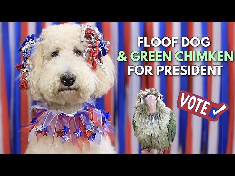 Floof Dog for President! (And Green Chimken Too)