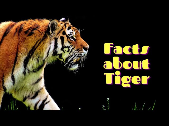 Understanding Tiger Stripes - Significance and Meanings - Tiger