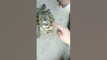 Как узнать сколько лет черепахе