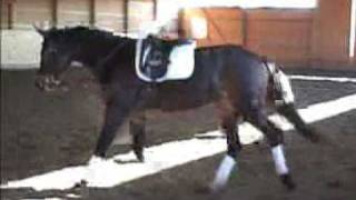 Ruby lungeing&freejumping -- SOLD!