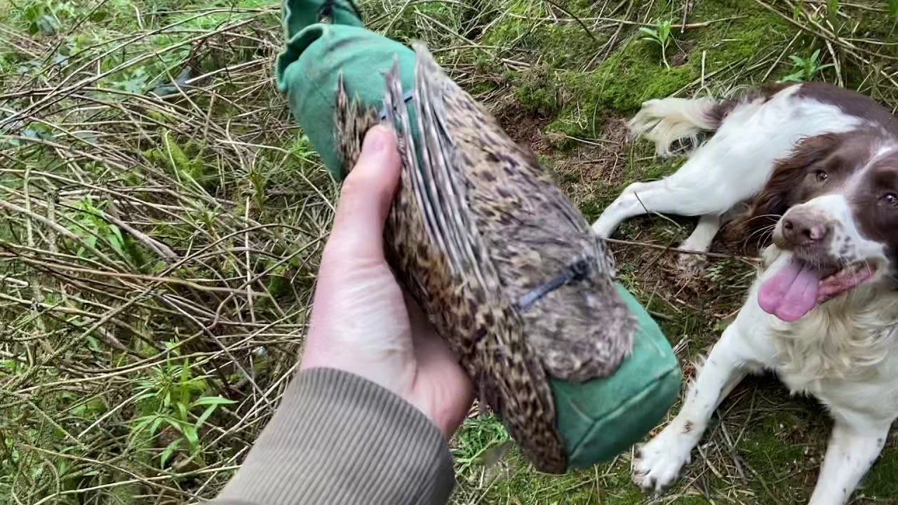 Gundog Training | Retrieve | English Springer Spaniel | Finn - YouTube