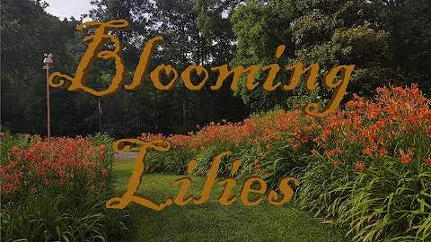 Blooming Lilies