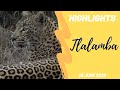 Highlights James with Tlalamba Leopardess 26 June 2020