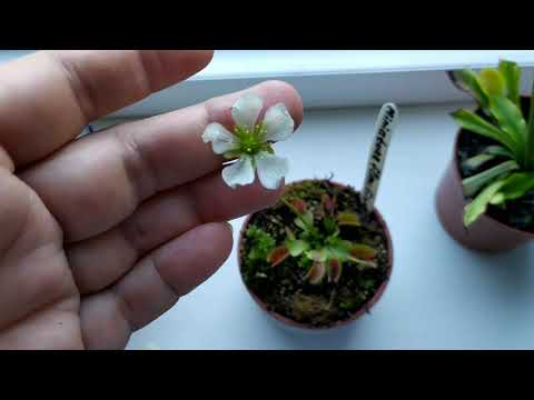 Венерина Мухоловка, сорт"Miniatute Flower Giant". Сортовые особенности.