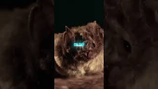 You Wont Believe How This Vampire Bat Hunts