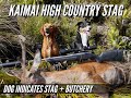 Kaimai High Country Stag - Dog Indicates Stag + Butchery